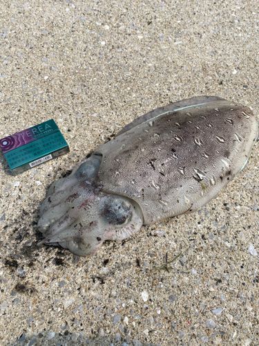 モンゴウイカの釣果