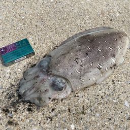 モンゴウイカ