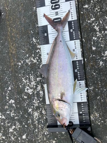 カンパチの釣果