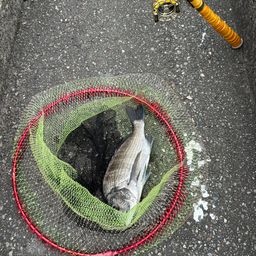 クロダイ