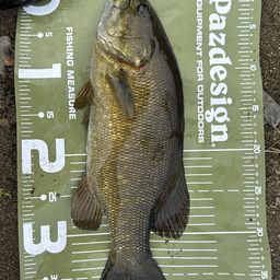 スモールマウスバス