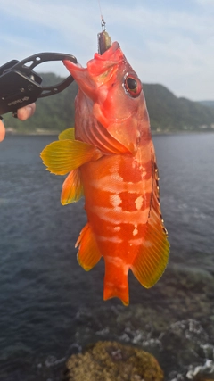 アカハタの釣果