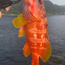 アカハタ