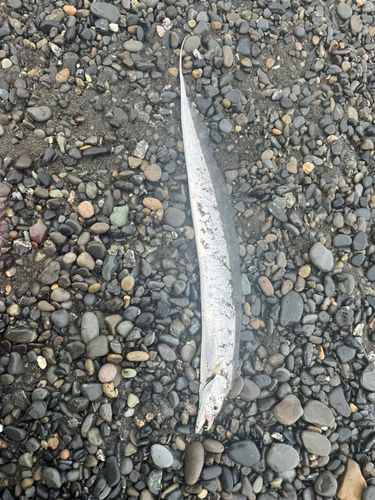 タチウオの釣果