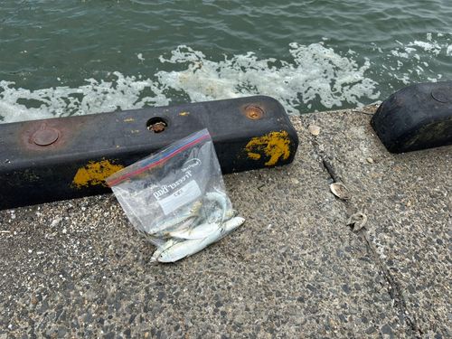 コノシロの釣果