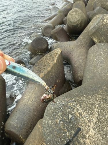 ショゴの釣果