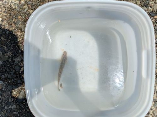 ハゼの釣果