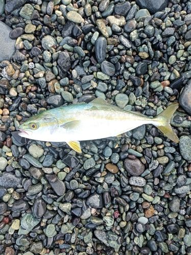 ワカシの釣果
