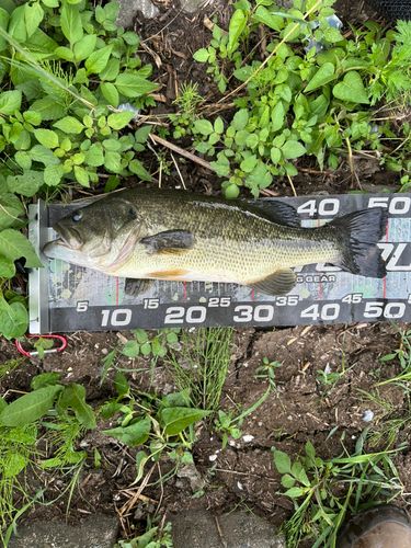 ラージマウスバスの釣果