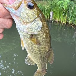 ラージマウスバス