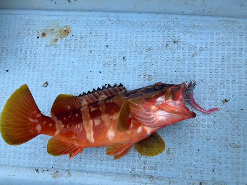 アカハタの釣果