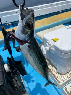サバの釣果