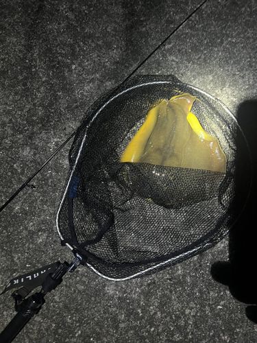 エイの釣果