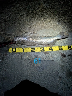 アメリカナマズの釣果