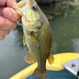 ラージマウスバス