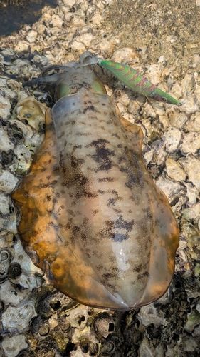 アオリイカの釣果