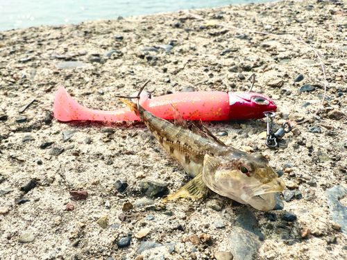 マハゼの釣果