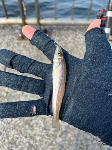 シロギスの釣果