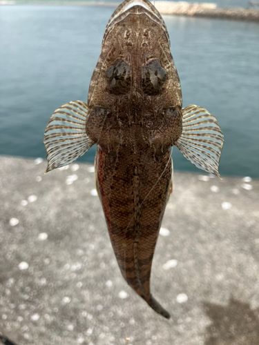 マゴチ