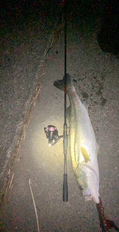 シーバスの釣果