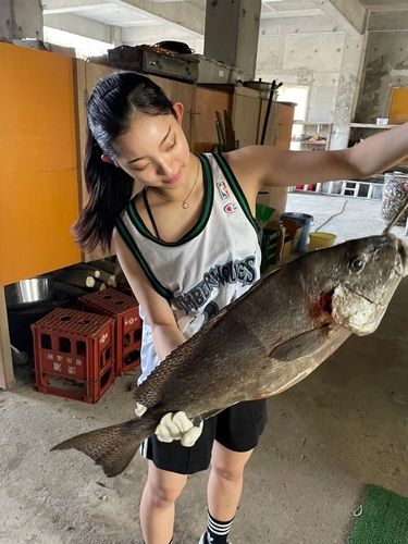 コロダイの釣果