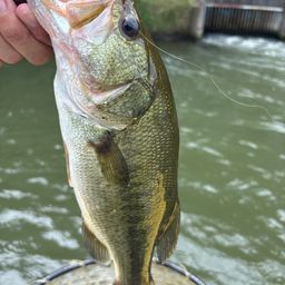 ラージマウスバス