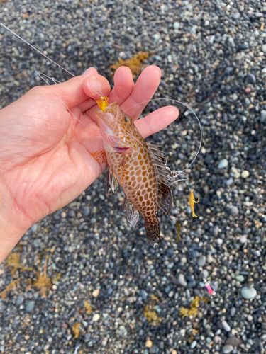 オオモンハタの釣果