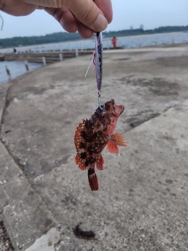 ガシラの釣果