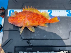 アヤメカサゴの釣果