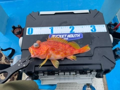 アヤメカサゴの釣果
