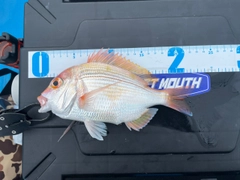 レンコダイの釣果