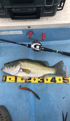 ブラックバスの釣果