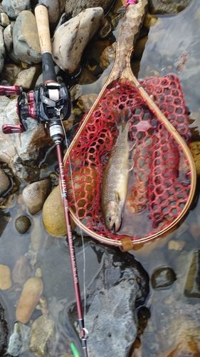 イワナの釣果
