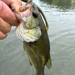 ラージマウスバス