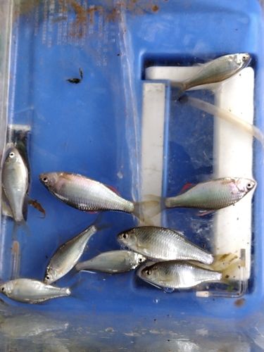 ヤリタナゴの釣果
