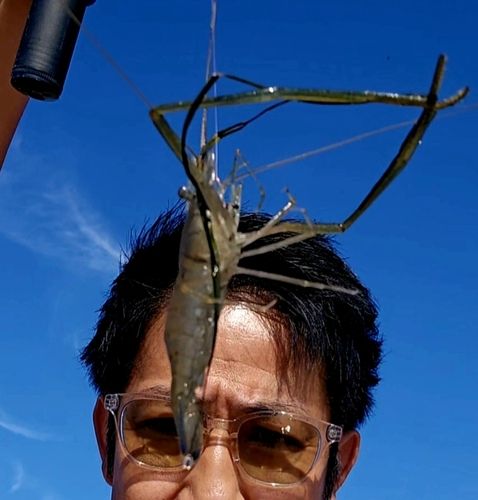 テナガエビの釣果