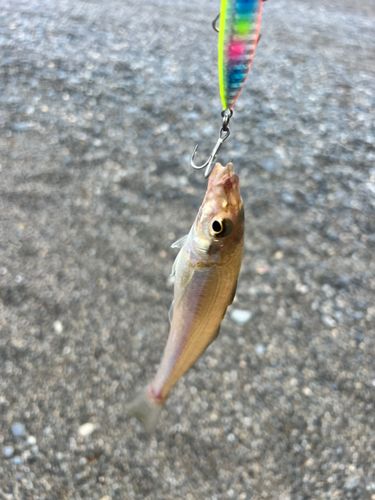 キスの釣果