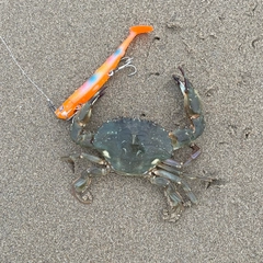 イシガニの釣果