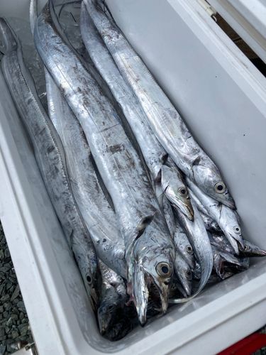 タチウオの釣果