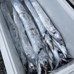 タチウオ