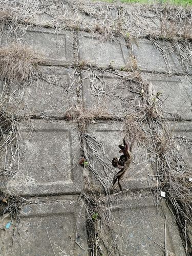 モクズガニの釣果