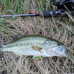 ラージマウスバス