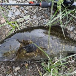 スモールマウスバス