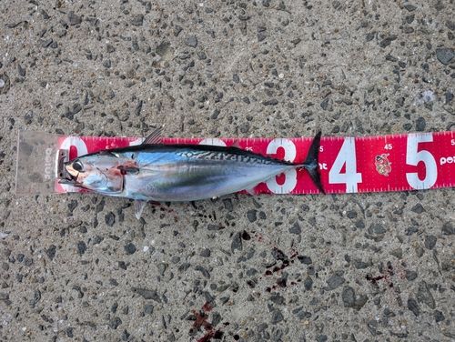 ソウダガツオの釣果