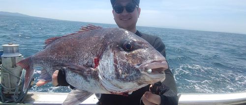 タイの釣果