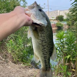 ブラックバス