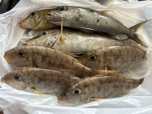 ムルーの釣果