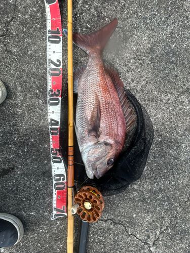 チヌの釣果