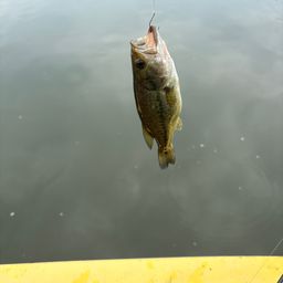 ラージマウスバス