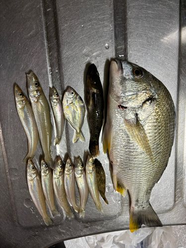 シロギスの釣果